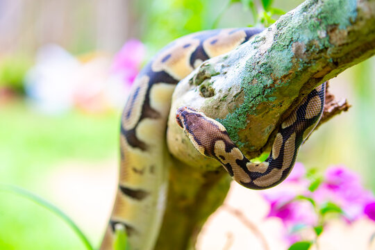 A python lies on the ground and on rocks in the wild.Close-up of a boa constrictor on a tree. Snake skin. Reptile.