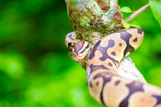 A python lies on the ground and on rocks in the wild.Close-up of a boa constrictor on a tree. Snake skin. Reptile.