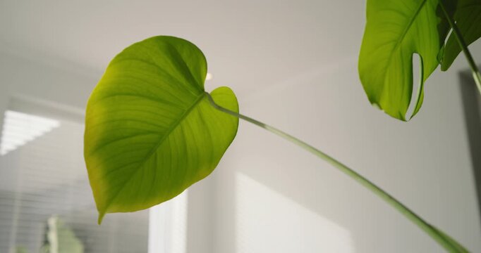 Camera is moving closer as sunlight is backlighting heart leaf by window, emphasizing veins