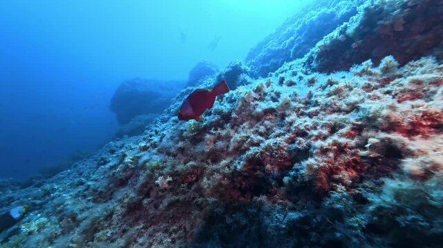 Red parrot fish (Vieja Canaria) Scuba diving in Majorca