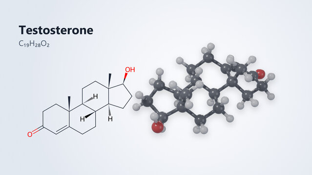 Testosterone molecular structure: 3D model, skeletal formula and chemical formula C19H28O2