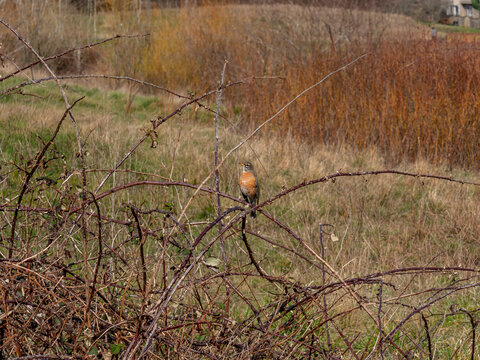 American Robin - Troutdale OR 014