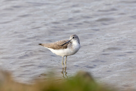 Common Greenshank standing in shallow water