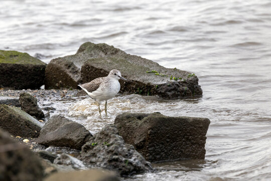 Common Greenshank wading among rocks in shallow water