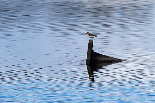 Common Sandpiper perched on a post in calm water
