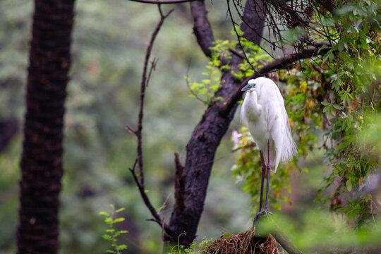White egret in breeding plumage perched in a tree