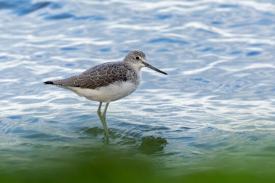 Common Greenshank wading in shallow estuary water