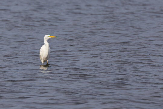Great Egret standing in shallow water