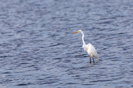 Great Egret wading in open water