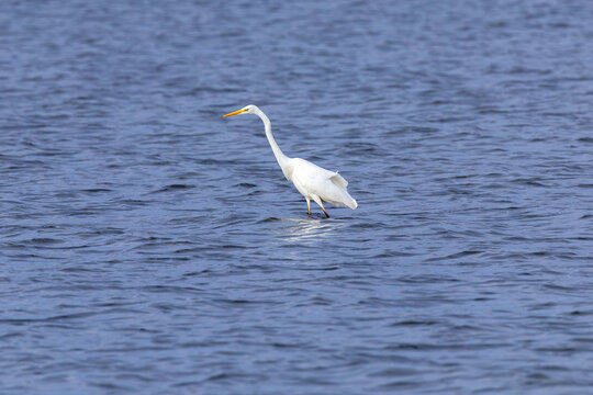 Great Egret striding through open water