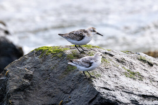 Juvenile Sanderling on a seaweed covered rock