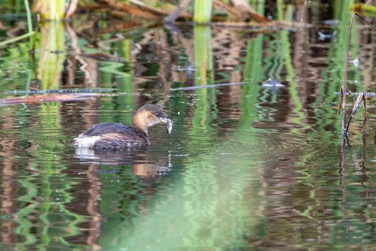 Little Grebe with a small fish in its bill