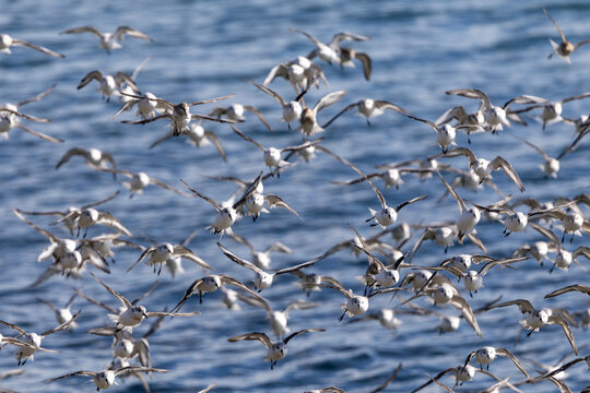 Sanderling flock flying low over blue water