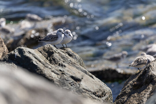 Sanderlings on rocks above sparkling water