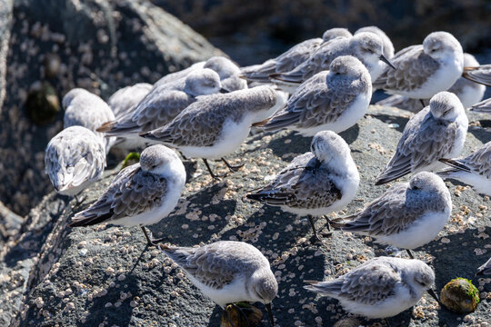 Sanderlings roosting with heads tucked in