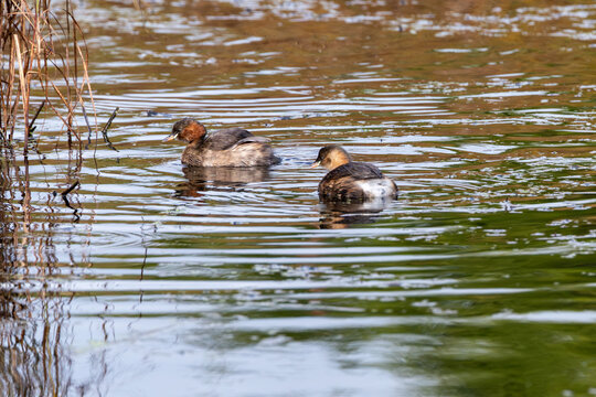 Two Little Grebes swimming on a pool