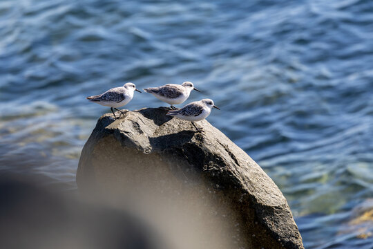 Three Sanderlings on a rock above blue water