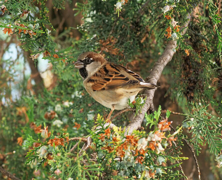 Male house sparrow (Passer domesticus) feeding on thuja seeds in autumn