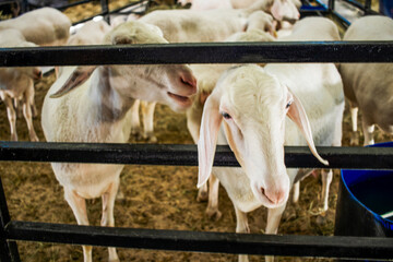 White Goats and Sheep Standing Behind Metal Fence Bar in Livestock  © Brand