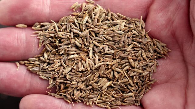 Dry cumin seeds (Cuminum cyminum) piled in human palm. Aromatic spice of Indian and Asian cuisine