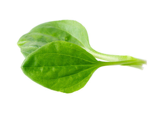 Fresh plantain leaves isolated on white background. Plantago major herb. Medicinal green leaves for traditional medicine. Clipping path. Top view.
