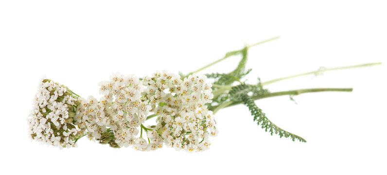White yarrow flowers with green foliage isolated on white background. Achillea millefolium. Medicinal herb.