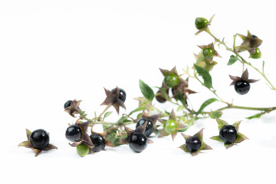 Close-up of belladonna berries against a white background