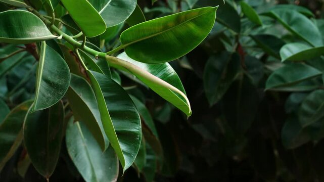 Foliage of a rubber fig tree (Ficus elastica) with thick glossy green leaves on branch close up