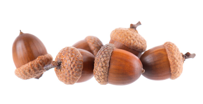 Acorn oak isolated on white background. Ripe brown acorns. Clipping path.
