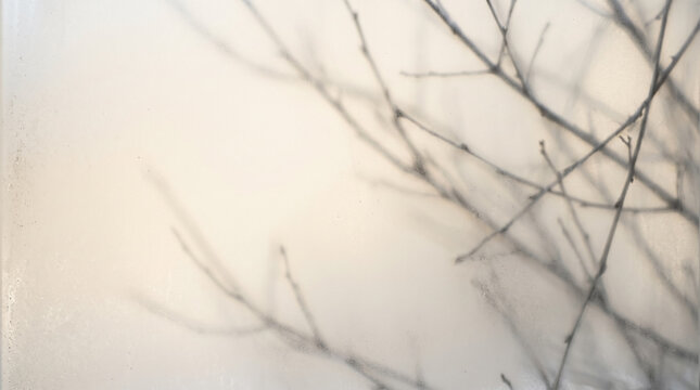 Bare winter twigs silhouetted behind frosted glass. Soft blurred branches shadow on semi opaque window. Minimalist neutral background with copy space for text