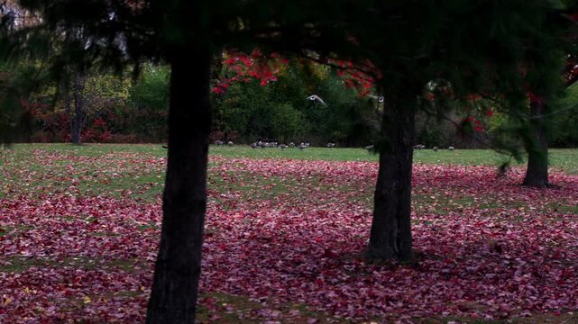 Canada geese taking off in autumn park. Flock of wild birds flying away in fall season