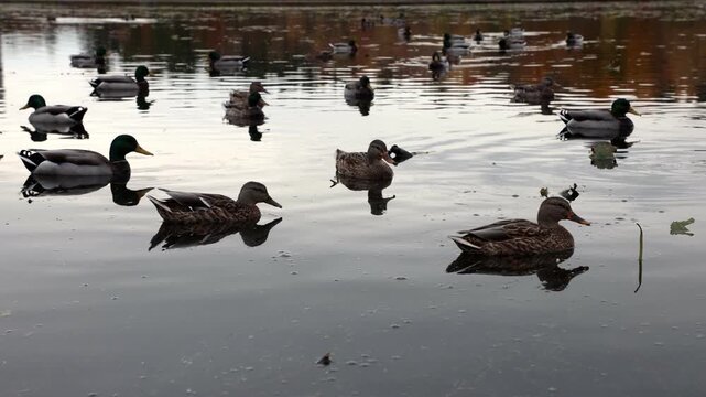 Group of mallard ducks swimming in lake water in autumn
