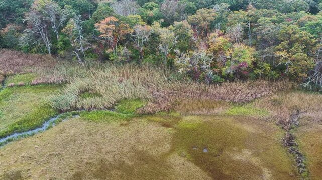Colorful autumn foliage is found in a coastal forest on Cape Cod, Massachusetts. This scenic destination is on the outer part of Cape Cod, not far from the Atlantic Ocean.