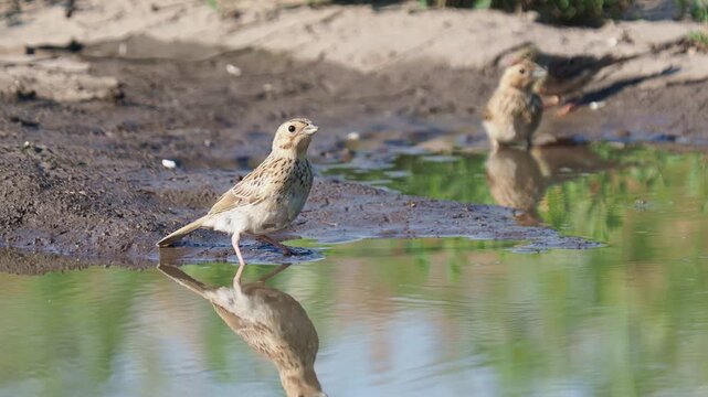 Corn buntings (Emberiza calandra) juveniles drinking from a rainwater puddle