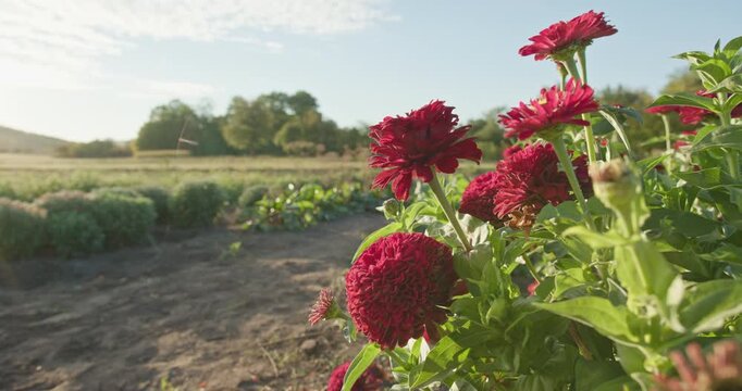 Red zinnia flowers growing in a sunlit field