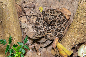 Reptile Bothrops mattogrossensis (Bothrops mattogrossensis), Pousada Santa Clara, Brazil © ArtushFoto