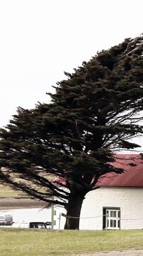 Pan Up Shot Of Windblown Tree And Traditional House In Darwin Falklands (Islas Malvinas) - Vertical 4K
