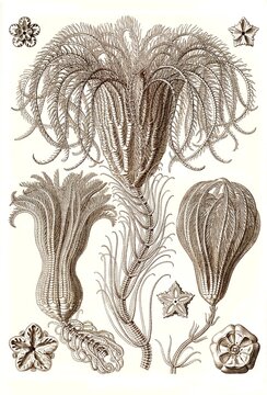 Palm stars, crinoids (Crinoidea) and hair stars, phylum of echinoderms, art forms of nature, Historical, c. 1840, digitally restored reproduction of a 19th century original