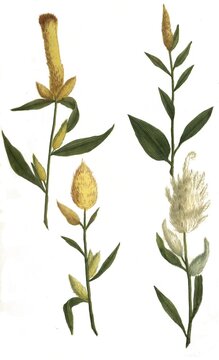 luteus major, luteus spicata, spicatus (sericeus), aureus angustifolius, amaranth (Amaranthus), also called foxtail, plant genus within the foxtail family, Historical, digitally restored reproduction of a 19th century original