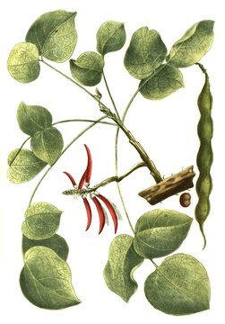 Botany, Plant, Coral arbor coral tree (Erythrina) flabelliformis, common name chilicote or western coral bean, Coral thorn, Historical, digitally restored reproduction from an 18th century original