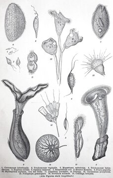Historical images of various protozoa, defined as a diverse group of unicellular eukaryotic organisms, digitally restored reproduction of an original 19th-century original.