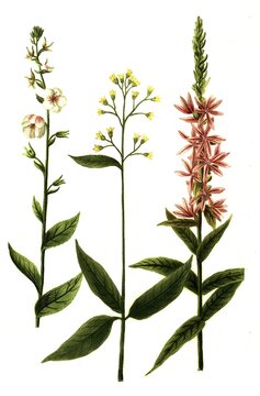 Variants of the plant genus mullein, Blattaria perennis verbasci folio flore albo and Blattaria spuria spicato rubra and Blattaria palustris, Historical, digitally restored reproduction of a 19th century original