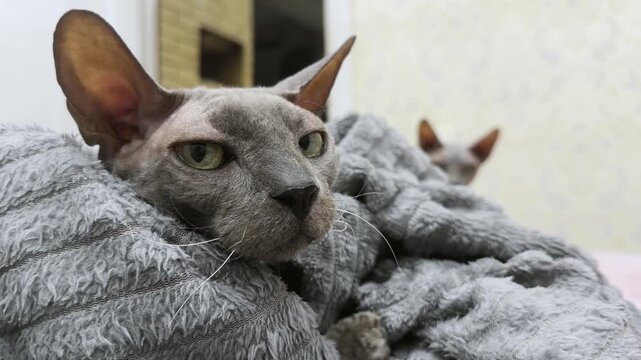 Sphynx cat wrapped in cozy blanket showing teeth
