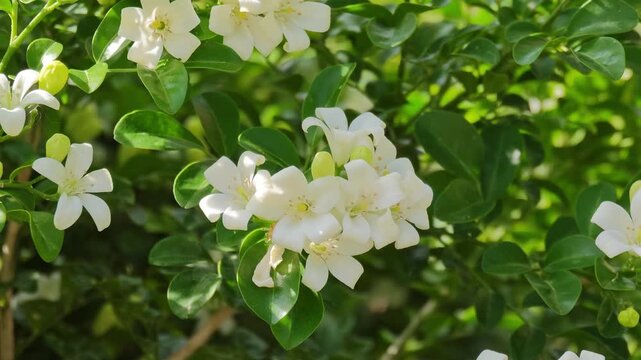 Beautiful white murraya paniculata flowers blooming in garden.