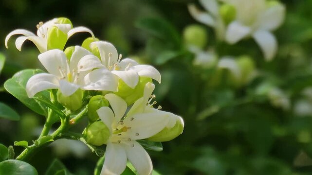 Beautiful white murraya paniculata flowers blooming in garden.