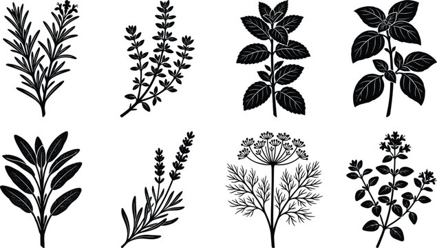 Culinary herbs and aromatic plants vector silhouettes set featuring basil rosemary mint thyme and sage sprigs