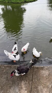 domestic white ducks and a muscovy duck swimming and foraging in a calm green pond, while another dark duck stands on the concrete edge beside the water in a quiet park
