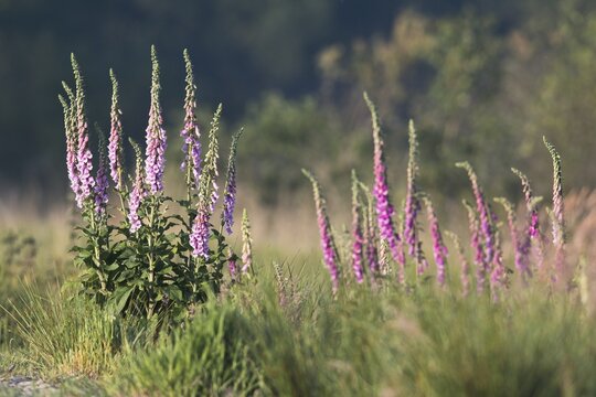 Common foxglove (Digitalis purpurea), Province of Drenthe, Netherlands
