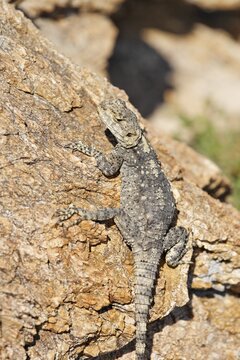 Starred Agama (Laudakia stellio stellio) female, Mykonos, Greece, Europe