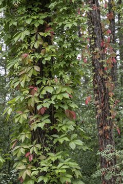 Wild Vine (Perthenocissus quinquefolium) on a spruce tree, Emsland, Lower Saxony, Germany